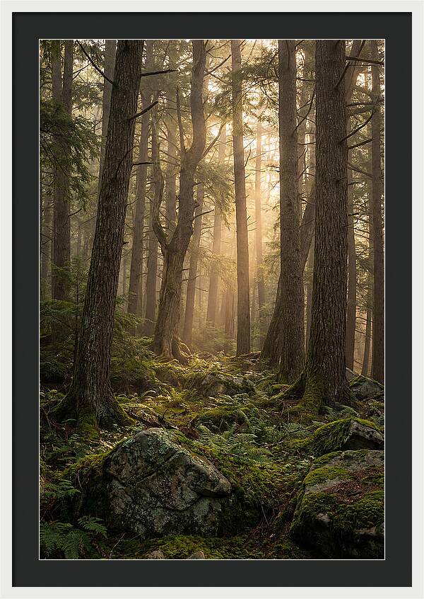 Old Growth Serenity In Bankhead
