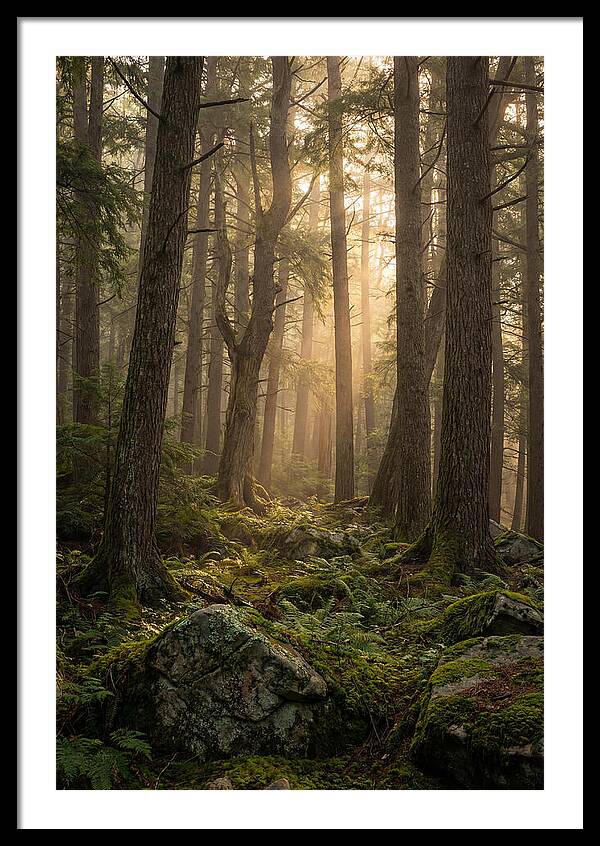 Old Growth Serenity In Bankhead