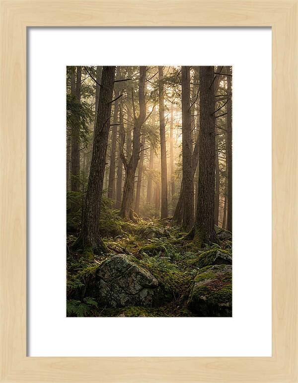 Old Growth Serenity In Bankhead