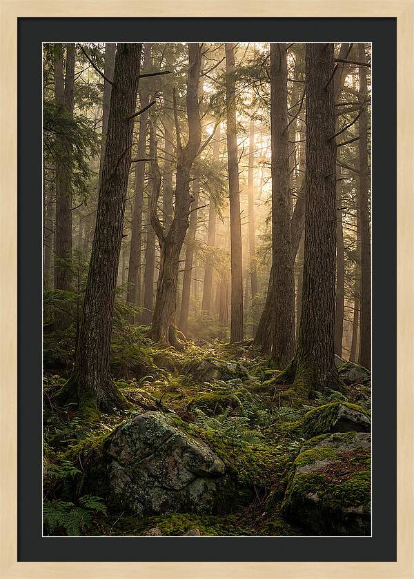 Old Growth Serenity In Bankhead