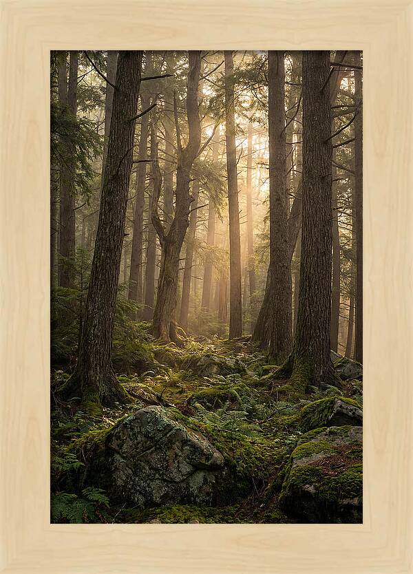 Old Growth Serenity In Bankhead