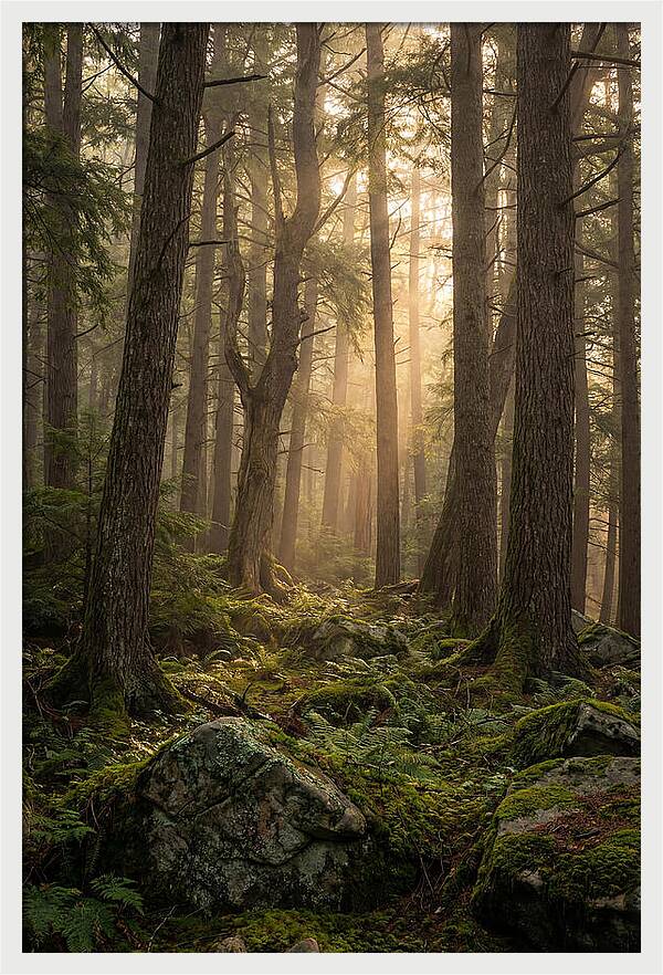 Old Growth Serenity In Bankhead