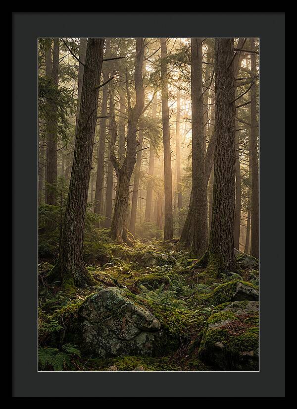 Old Growth Serenity In Bankhead
