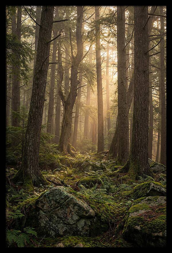 Old Growth Serenity In Bankhead
