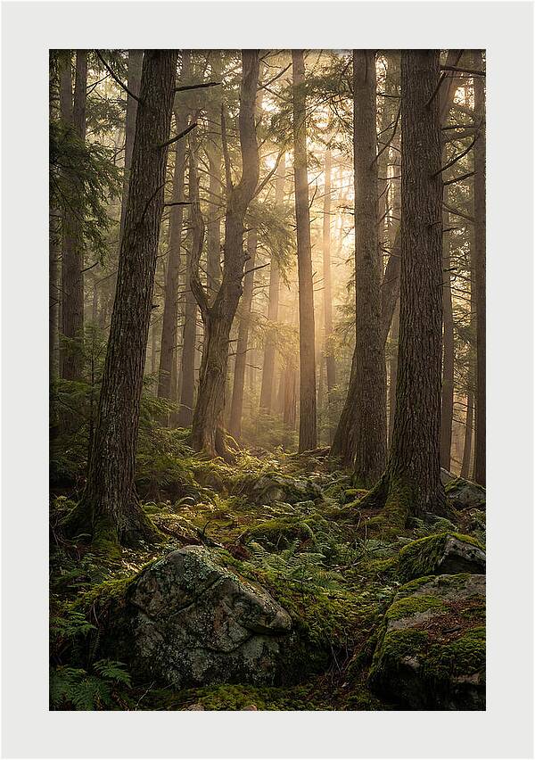 Old Growth Serenity In Bankhead