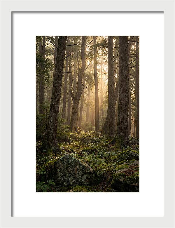 Old Growth Serenity In Bankhead