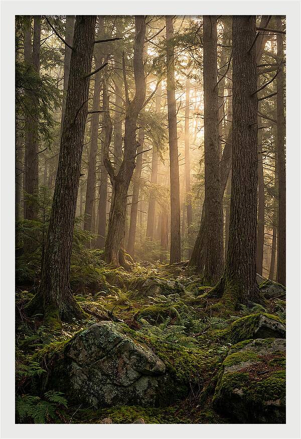 Old Growth Serenity In Bankhead