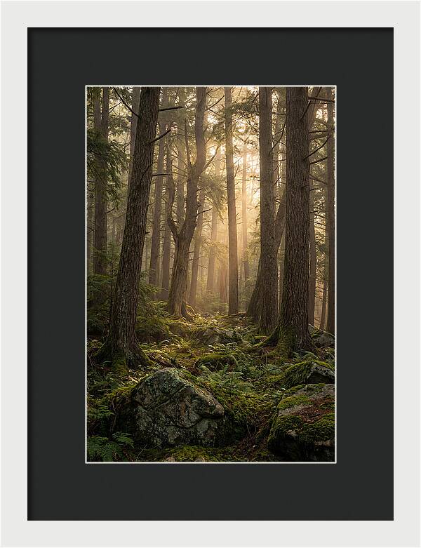 Old Growth Serenity In Bankhead
