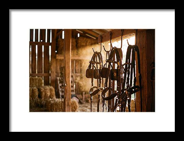 Old Leather Horse Harnesses