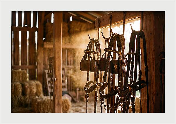 Old Leather Horse Harnesses