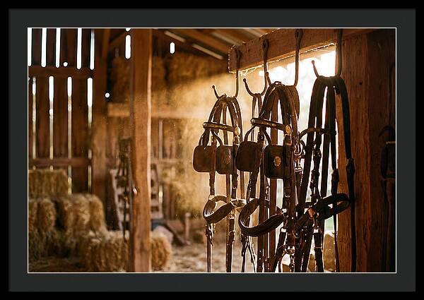 Old Leather Horse Harnesses