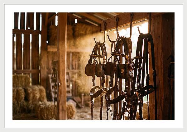 Old Leather Horse Harnesses
