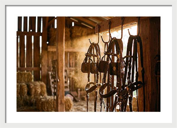 Old Leather Horse Harnesses
