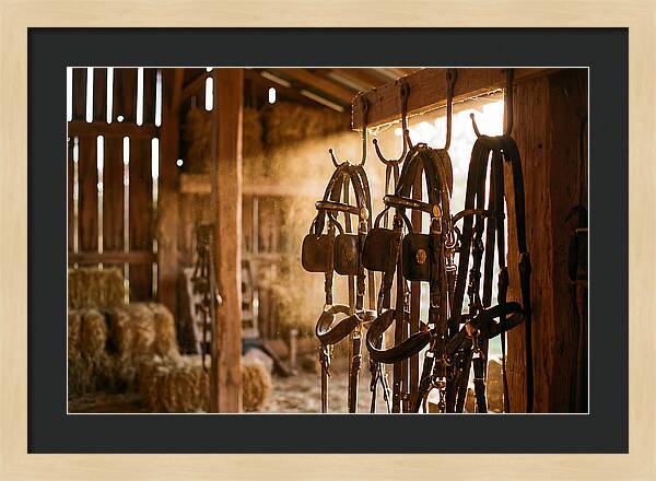 Old Leather Horse Harnesses