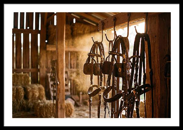 Old Leather Horse Harnesses