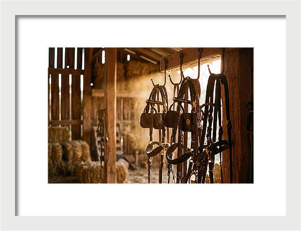 Old Leather Horse Harnesses