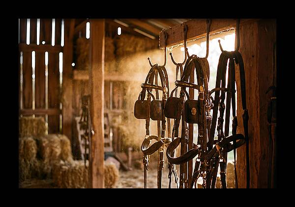 Old Leather Horse Harnesses