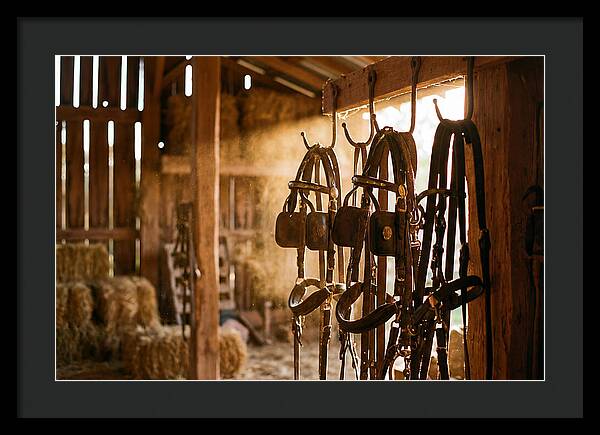 Old Leather Horse Harnesses