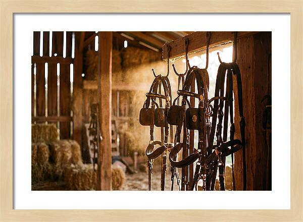 Old Leather Horse Harnesses