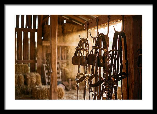 Old Leather Horse Harnesses