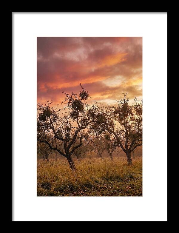Old Orchard At Dusk