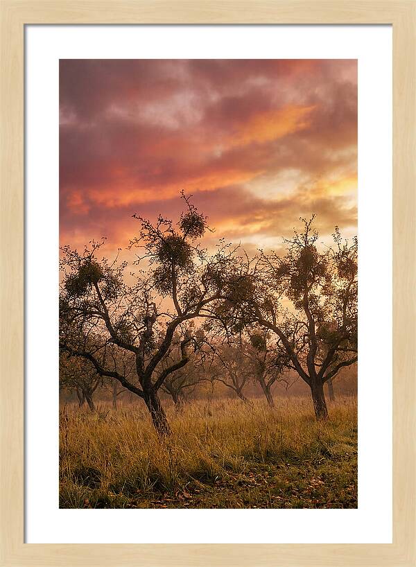 Old Orchard At Dusk