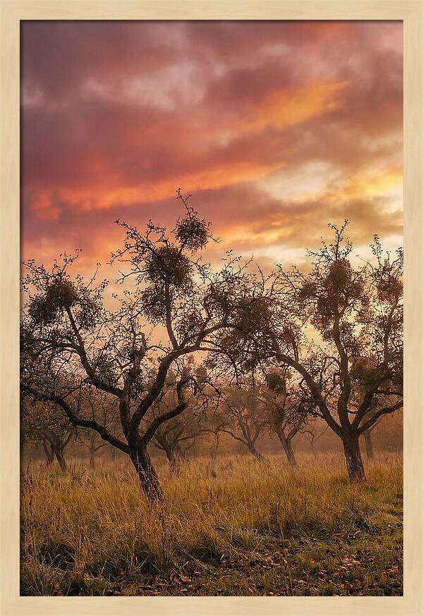 Old Orchard At Dusk