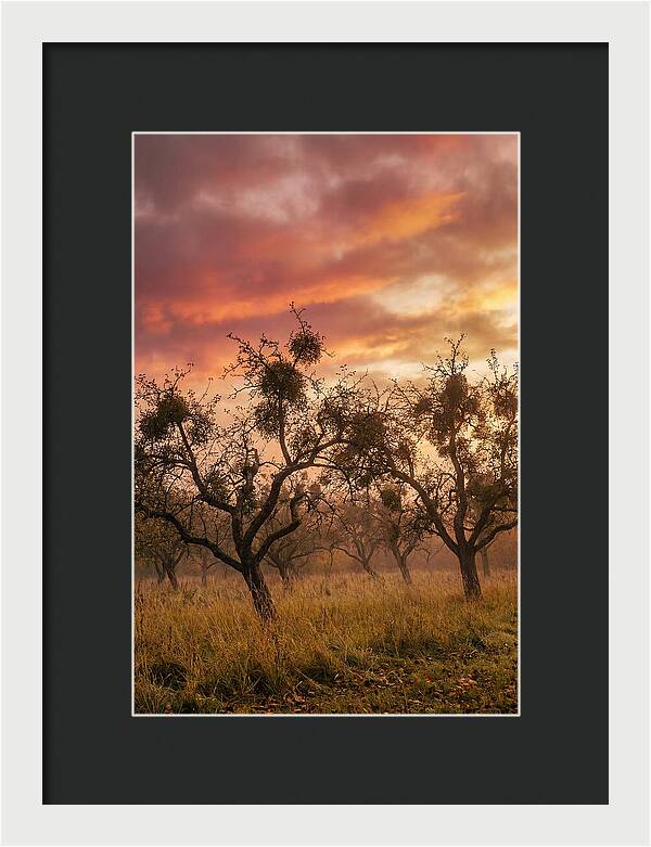 Old Orchard At Dusk