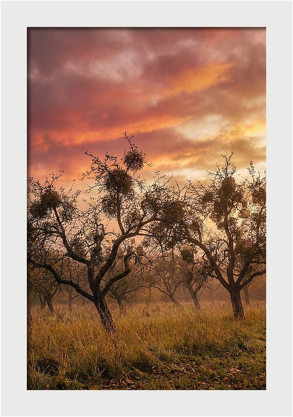 Old Orchard At Dusk