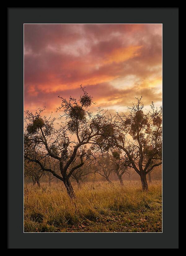 Old Orchard At Dusk