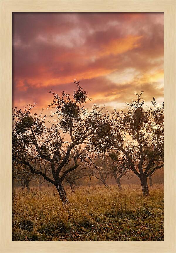 Old Orchard At Dusk