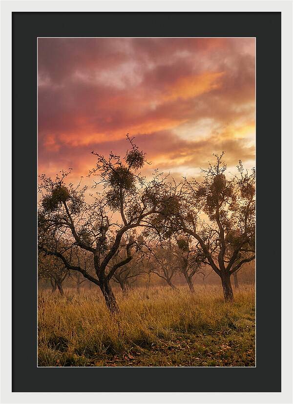 Old Orchard At Dusk