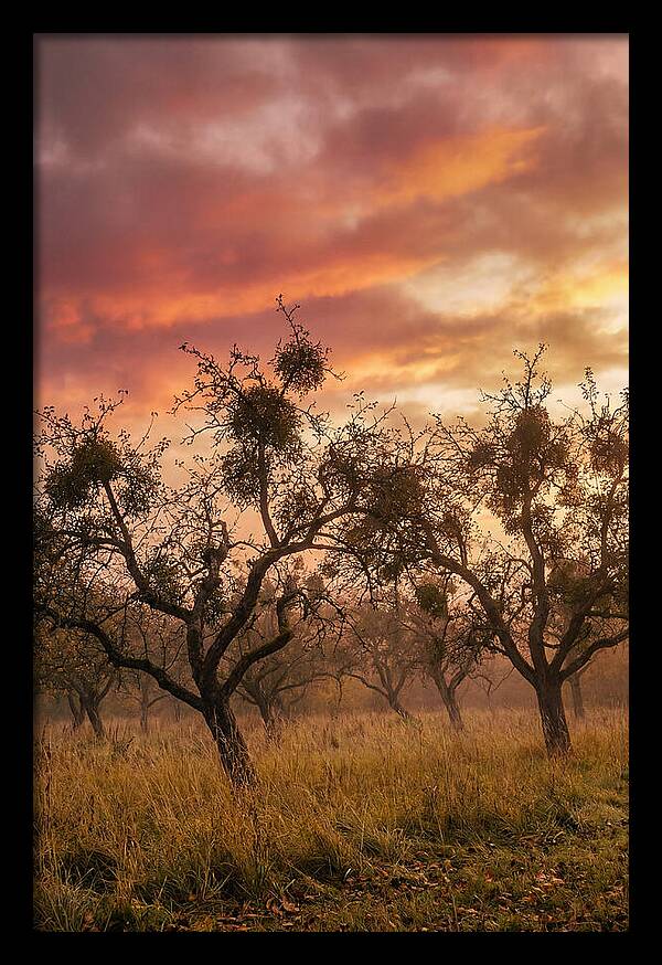 Old Orchard At Dusk