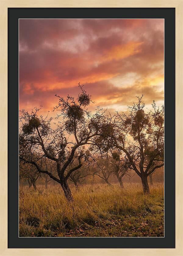 Old Orchard At Dusk