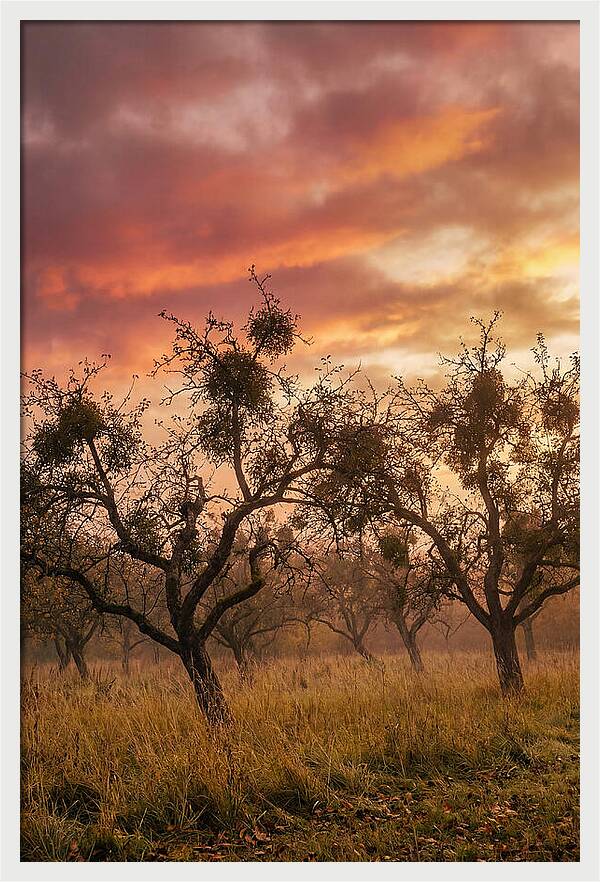 Old Orchard At Dusk