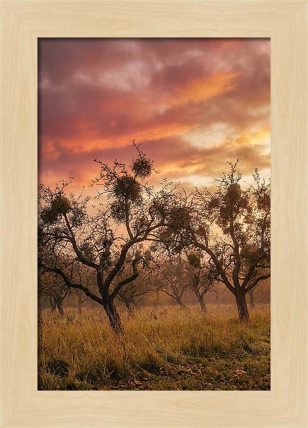 Old Orchard At Dusk