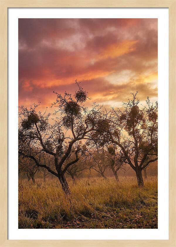 Old Orchard At Dusk