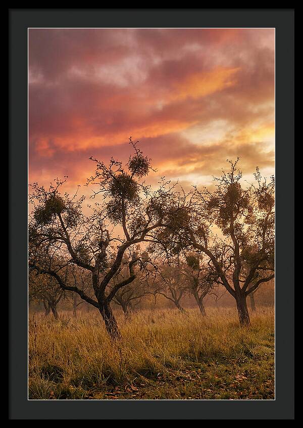 Old Orchard At Dusk