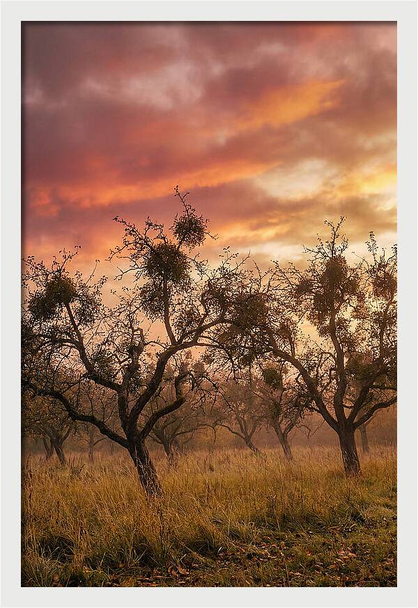 Old Orchard At Dusk