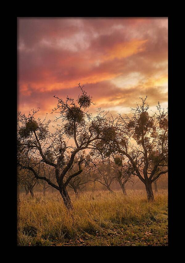 Old Orchard At Dusk