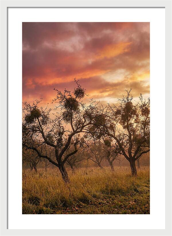 Old Orchard At Dusk