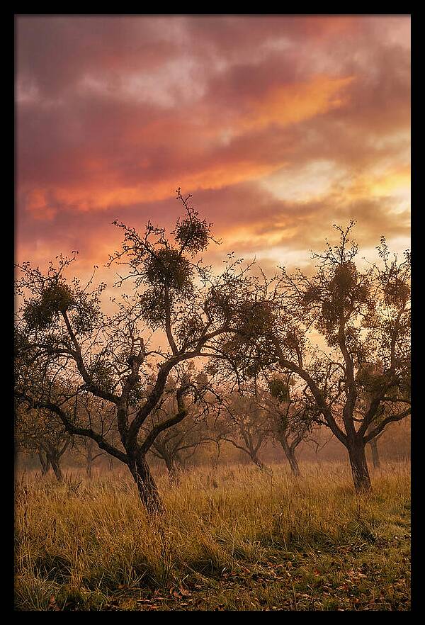 Old Orchard At Dusk
