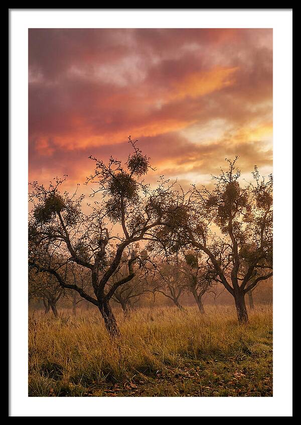 Old Orchard At Dusk