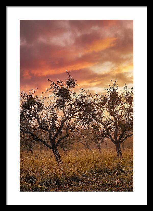 Old Orchard At Dusk