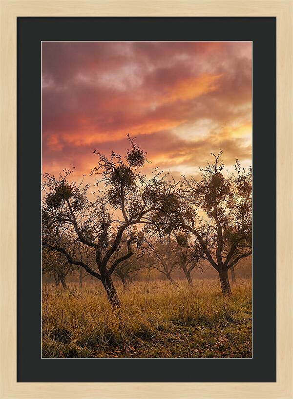 Old Orchard At Dusk
