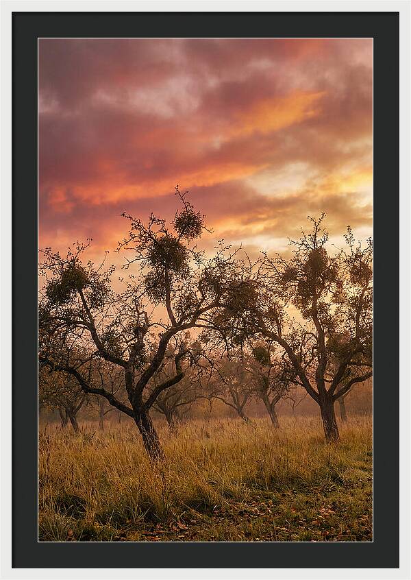 Old Orchard At Dusk