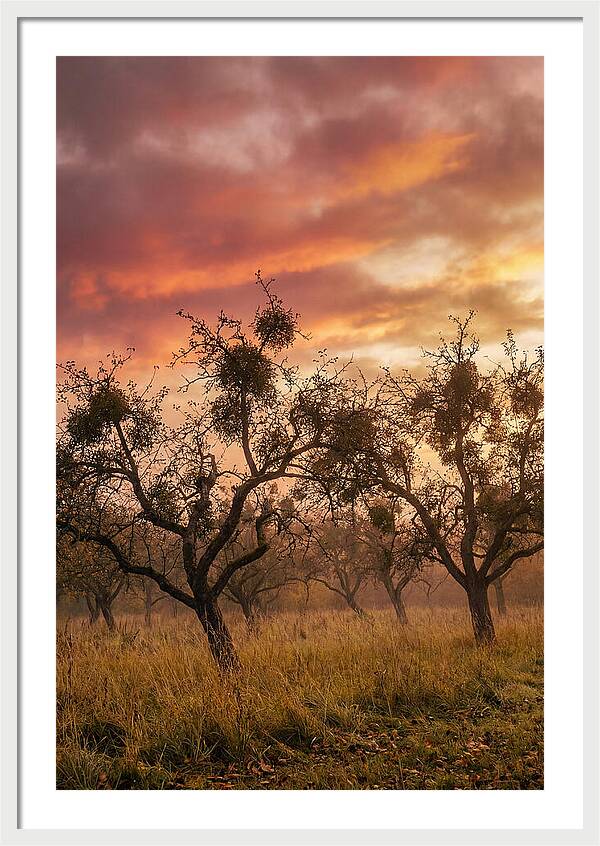 Old Orchard At Dusk