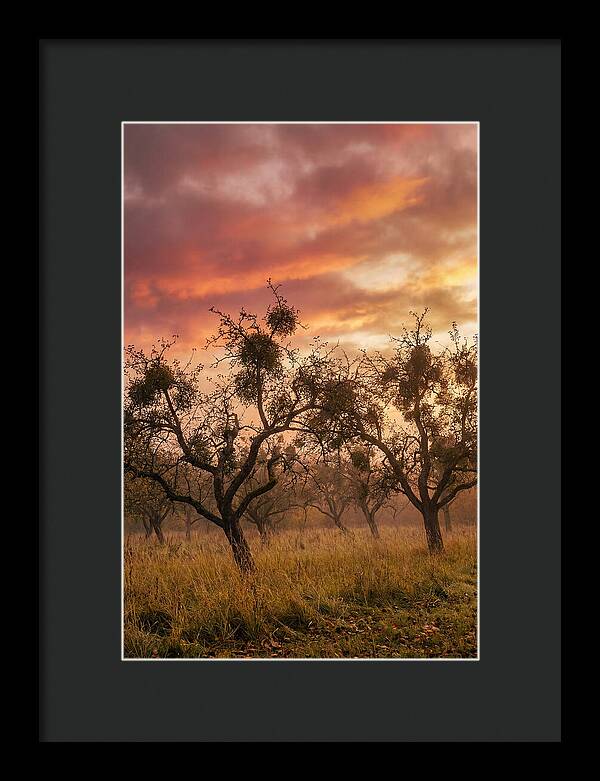 Old Orchard At Dusk