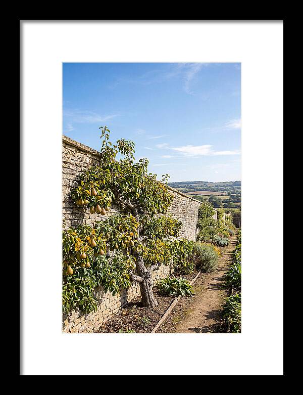 Old Pear Tree Espalier Against Stone Wall