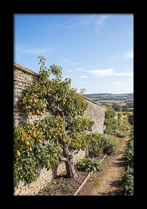 Old Pear Tree Espalier Against Stone Wall